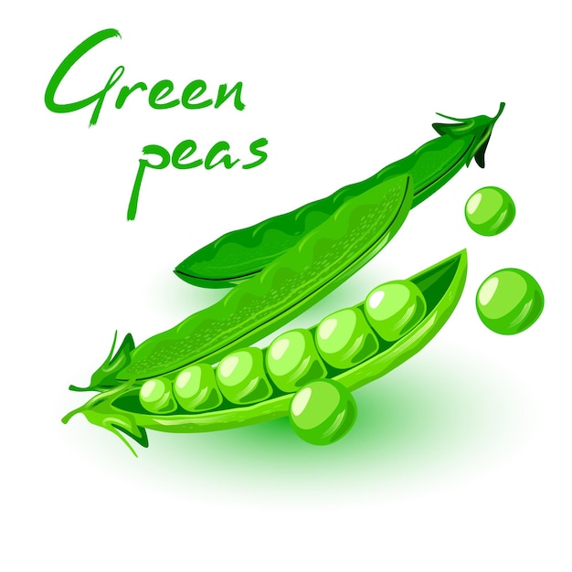 벡터 신선한 podded 녹색 완두콩입니다. 콩과 식물. 채식주의자를 위한 야채, 비건 주방, 알칼리성 식단.