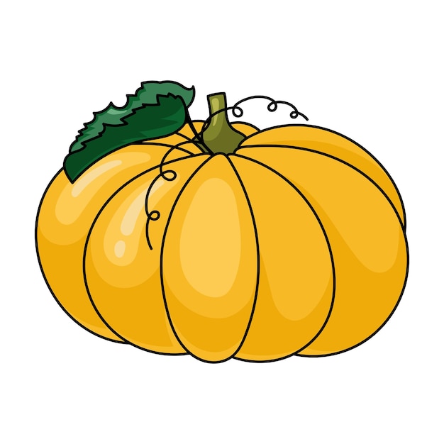 Fresh pumpkin on a white background halloween autumn harvest