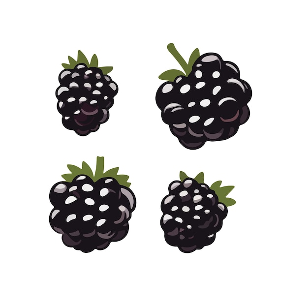 Vector fresh raspberries isolated on white background