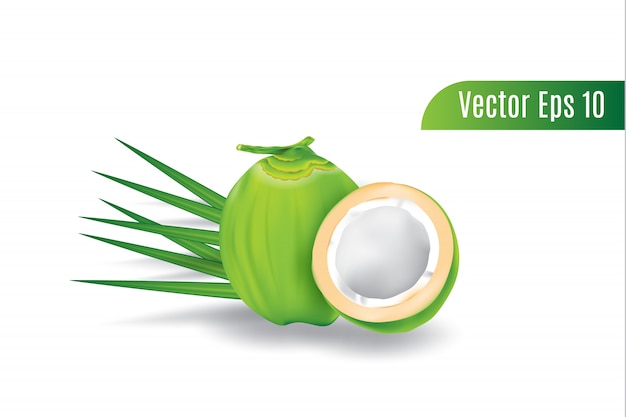 Vector fresh realistic 3d vector green coconut on isolated background