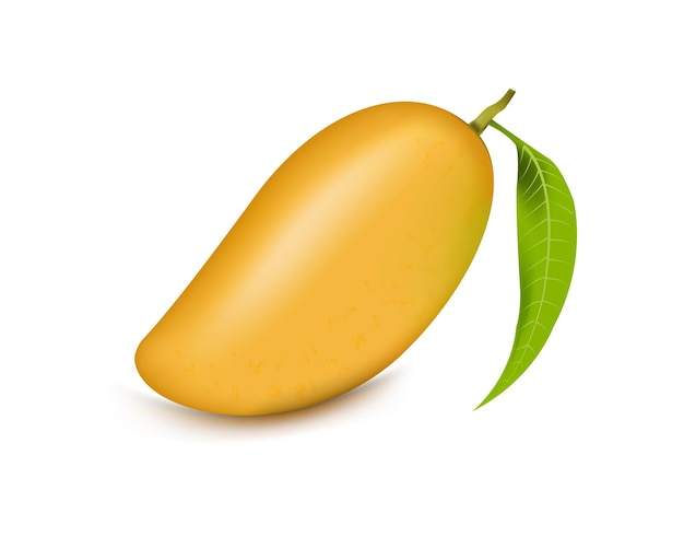 fresh realistic looking mango vector illustration with green leaf