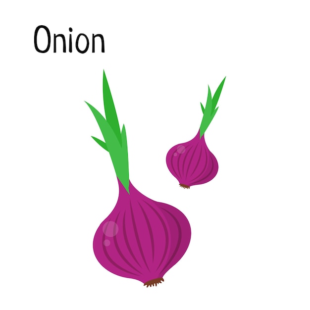 Fresh Red Onion vector