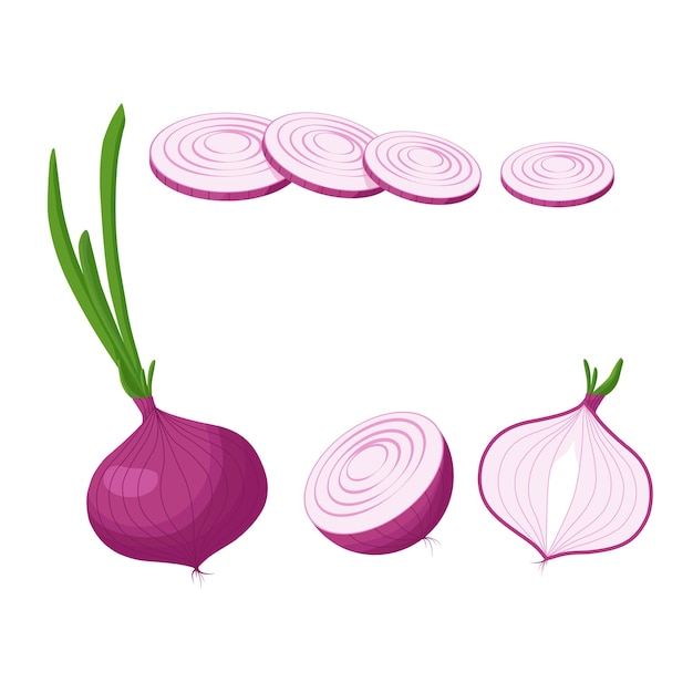 Vector fresh red onion with green leaf in cartoon style vector whole and parts useful onion isolated on a white background