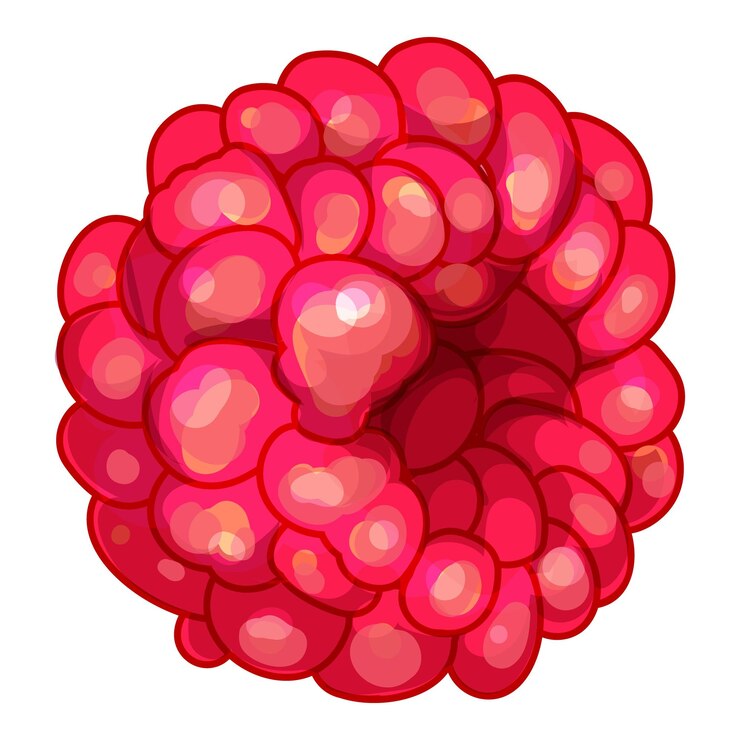 Vector fresh red raspberry showing tiny juicy bubbles