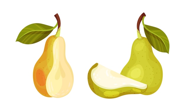 Fresh ripe pear set whole and cut in half green organic fruit vector illustration