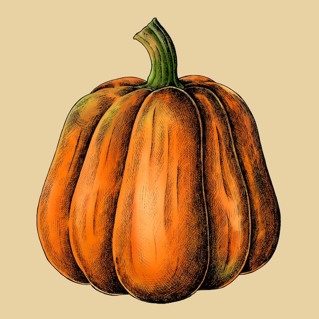 Vector fresh ripe pumpkin drawing vector