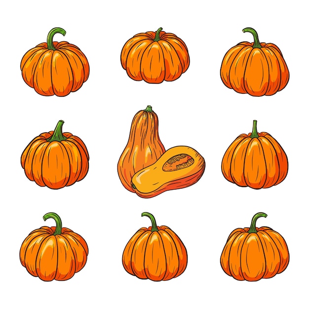 Raccolta di zucche mature fresche. set di illustrazioni di zucca per adesivi, stampe, inviti, menu e biglietti di auguri design e decorazione. vettore premium