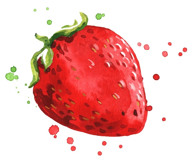 Vector fresh ripe red strawberry watercolor illustration