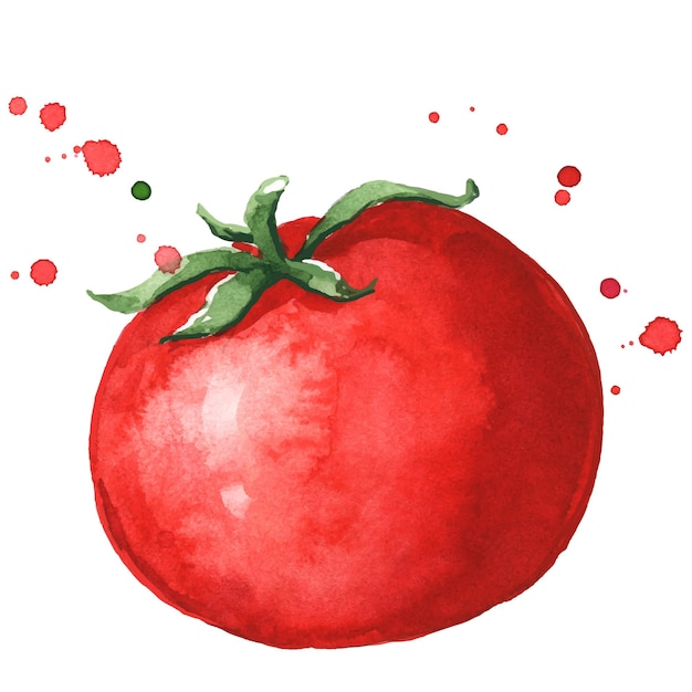 Vector fresh ripe red tomato watercolor illustration