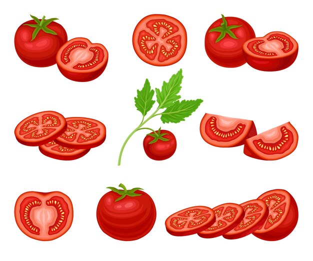 Коллекция свежих зрелых красных помидоров целые и нарезанные веганские органические здоровые овощи векторная иллюстрация на белом фоне
