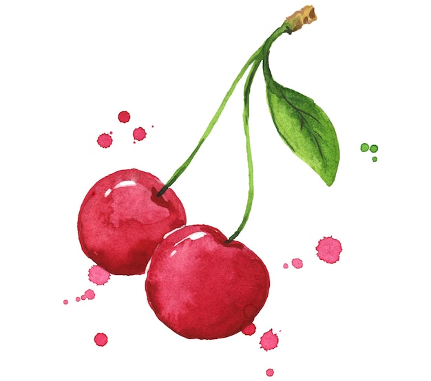 Vector fresh ripe sweet cherry watercolor illustration