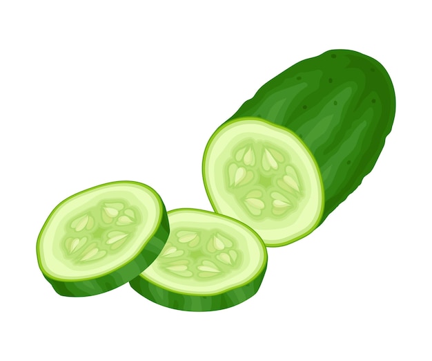 Vector fresh sliced cucumber vector element green juiced vegetable manyseeded crop