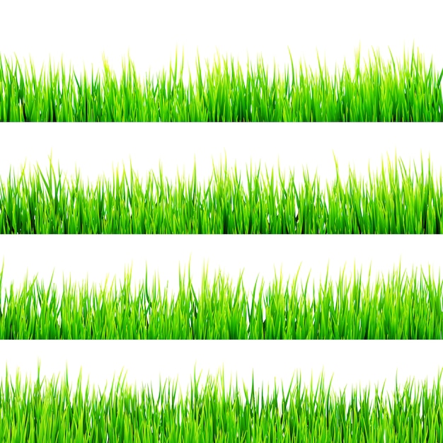 Erba verde della molla fresca isolata su fondo bianco.
