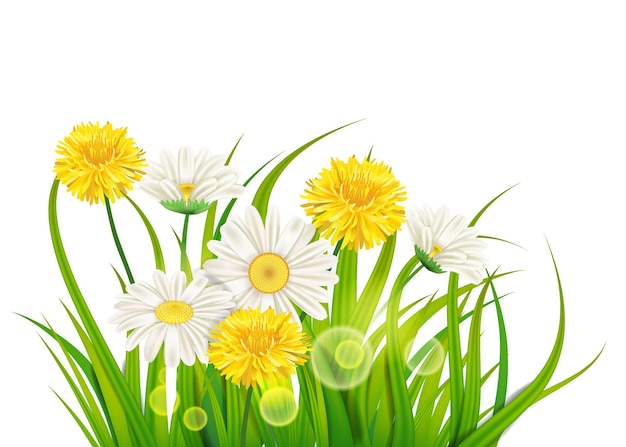 Fresh spring juicy chamomile and dandelions flowers and green grass