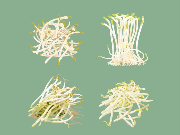 Vector fresh sprouts illustration of bean sprouts