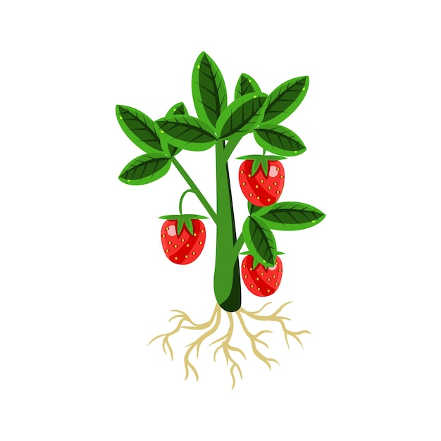 Fresh Strawberry Primitive Realistic Illustration