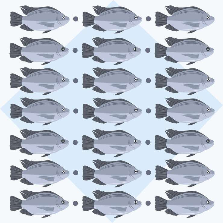 Vector fresh tilapia fish vector illustration