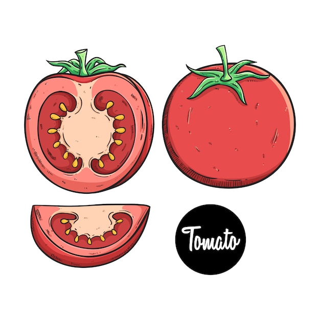 fresh tomato fruit set with colored sketch style