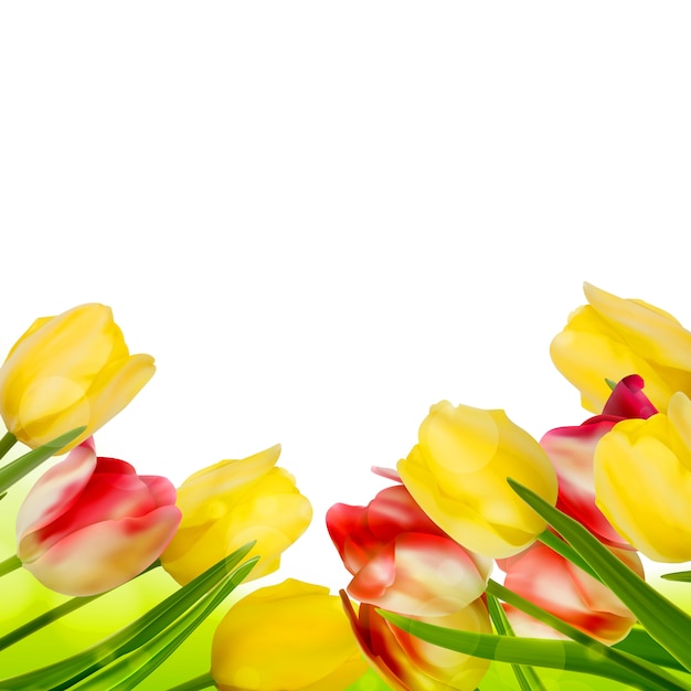 Vector fresh tulips  on white.