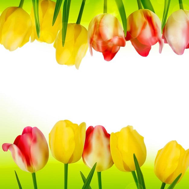 Vector fresh tulips  on white.