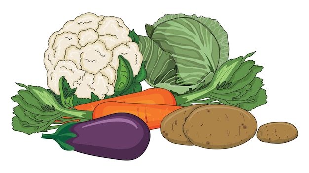 Fresh vegetables - brinjal, cauliflower, potato, carrot