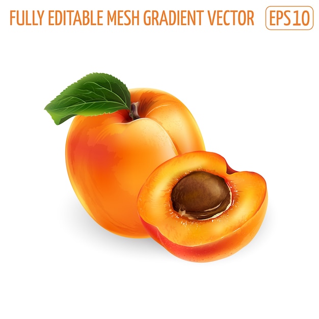 Vector fresh whole apricot with leaf and half with pit