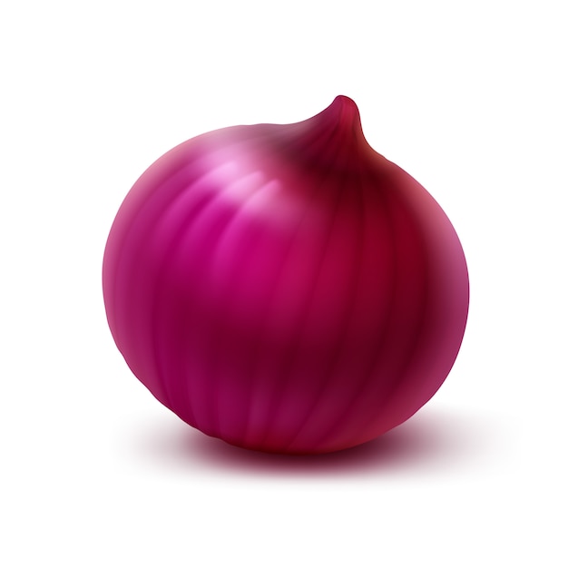 Vector fresh whole red onion bulb isolated on background