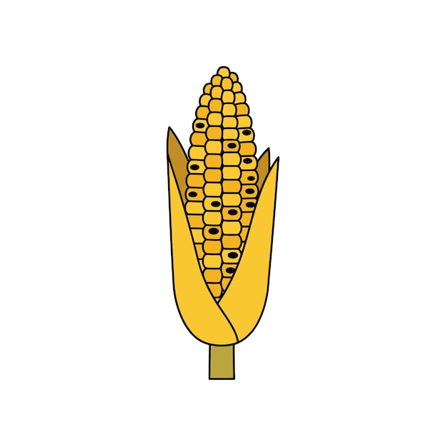 fresh yellow corn cob with husk partially peeled in simple flat minimal style vector illustration