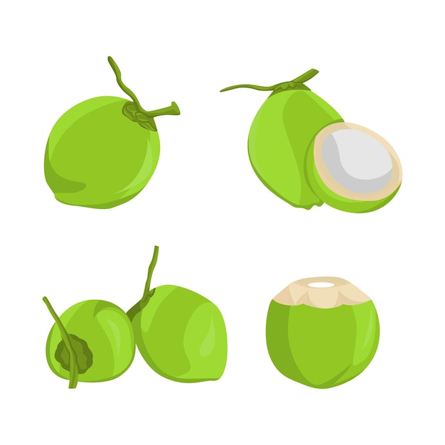 fresh young coconut fruit vector set design