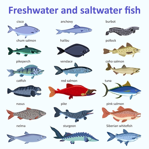 Freshwater fish and saltwater fish types and varieties