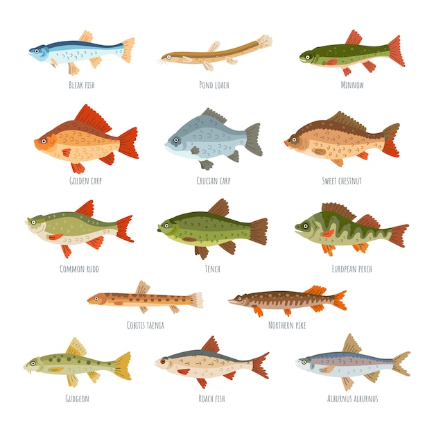 Vector freshwater fish set isolated on white background