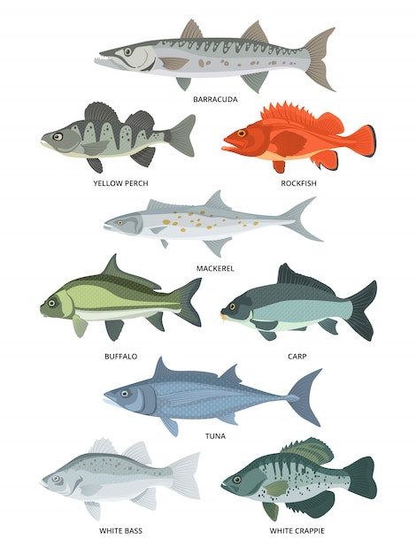 freshwater and ocean fishes