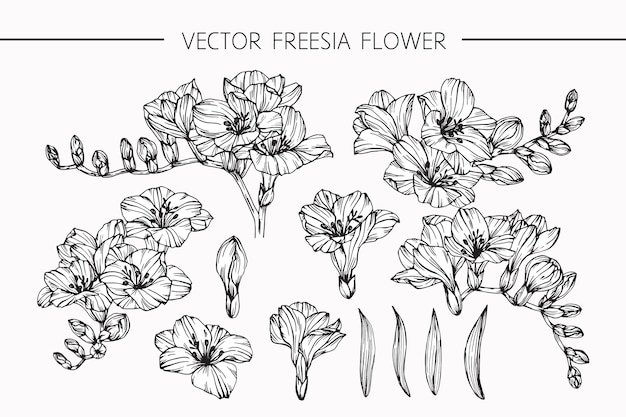 Fresia tekening bloem illustratie