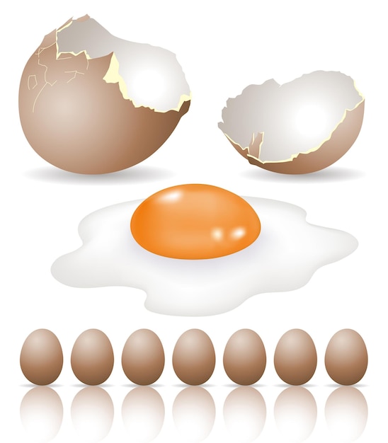 Vector fried breakfast egg with broken egg shells