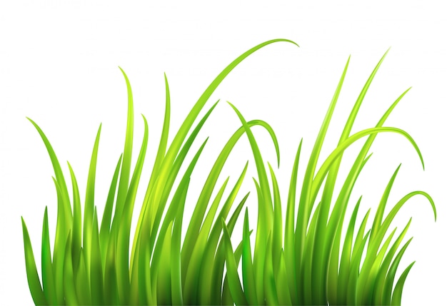 Vector frisse lente groen gras