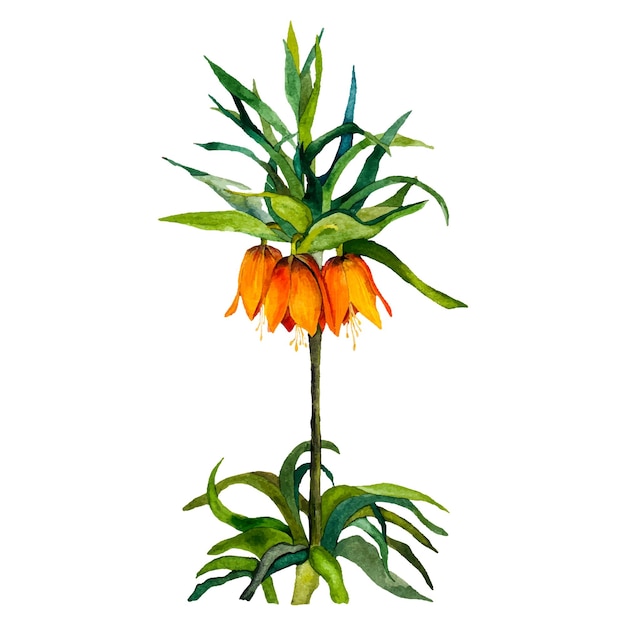 Fritillaria