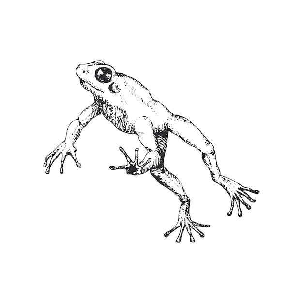 Vector frog in jump, vector sketch, drawn in engraving style. illustration of tailless amphibian.