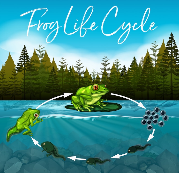 वेक्टर frog life cycle concept