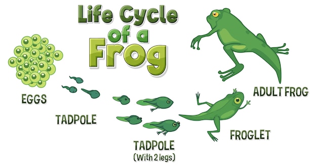 Vector frog life cycle diagram