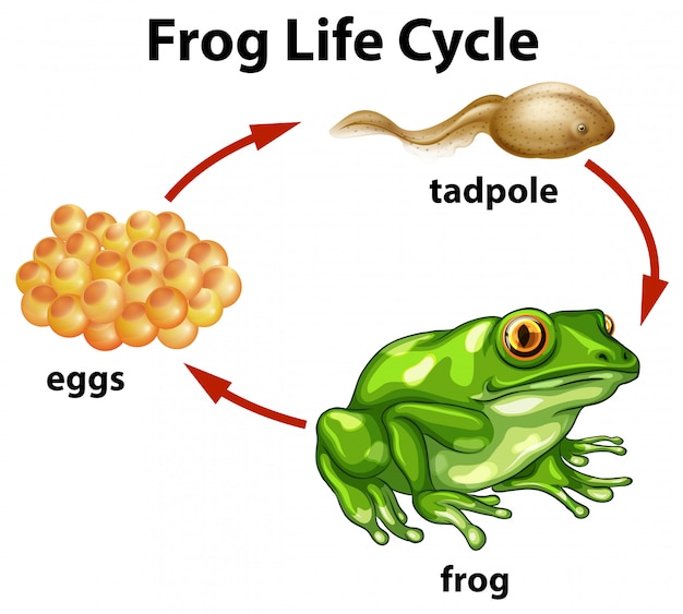 A frog life cycle on white background