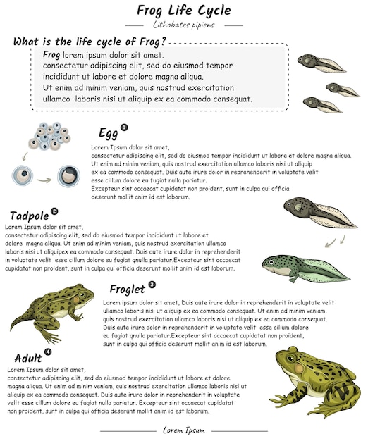 Vector frog life cycle with explanation template