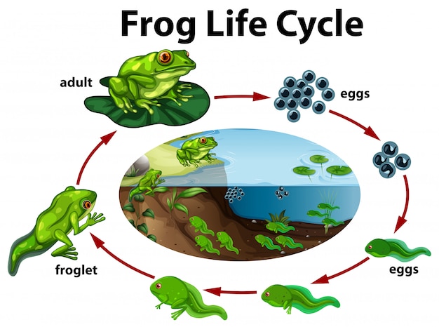 Vector a frog life cycle