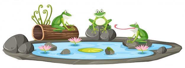 Frogs in a pond