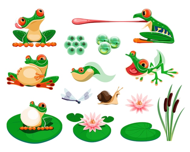 Frogs with water lily leaves and flowers, reed, dragonfly, snail