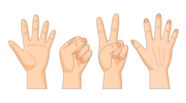 Front and back sides of hand hand gestures palm fist victory hand vector collection