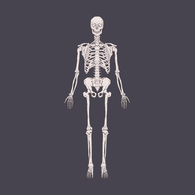 Front view of full-length human body skeleton with realistic bones, ribs, skull. People's anatomy drawn in retro style. Detailed handdrawn vector illustration of isolated x-ray person scan.