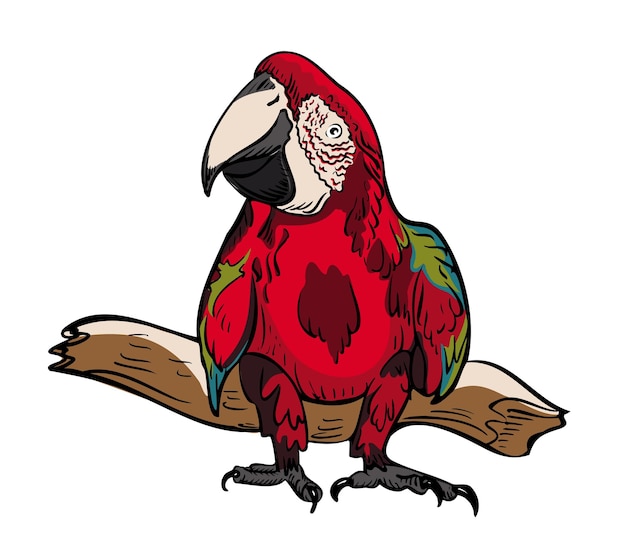 Front view parrot portraitsketch in color hand drawnvector illustration