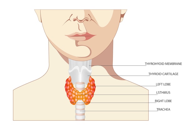 白い背景の上の甲状腺と気管の正面図人体器官の解剖学アイコン