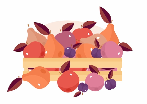 Vector fruit box apple pear plum harvest