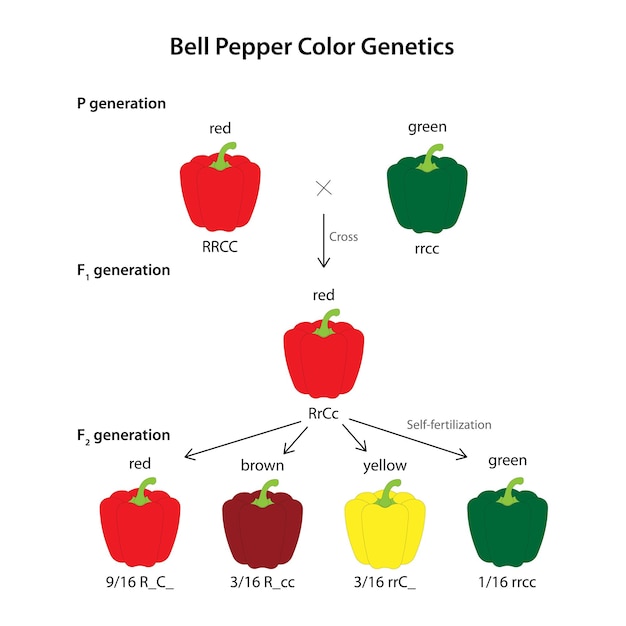 Vector fruit color genetics of bell pepper capsicum annuum